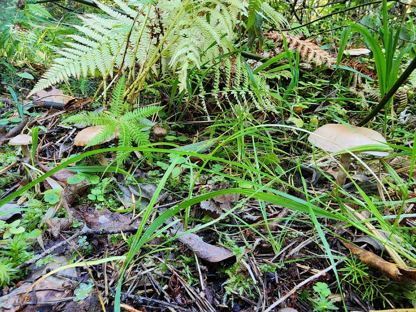 воскресенск, грибы, здоровье, общество, лес,