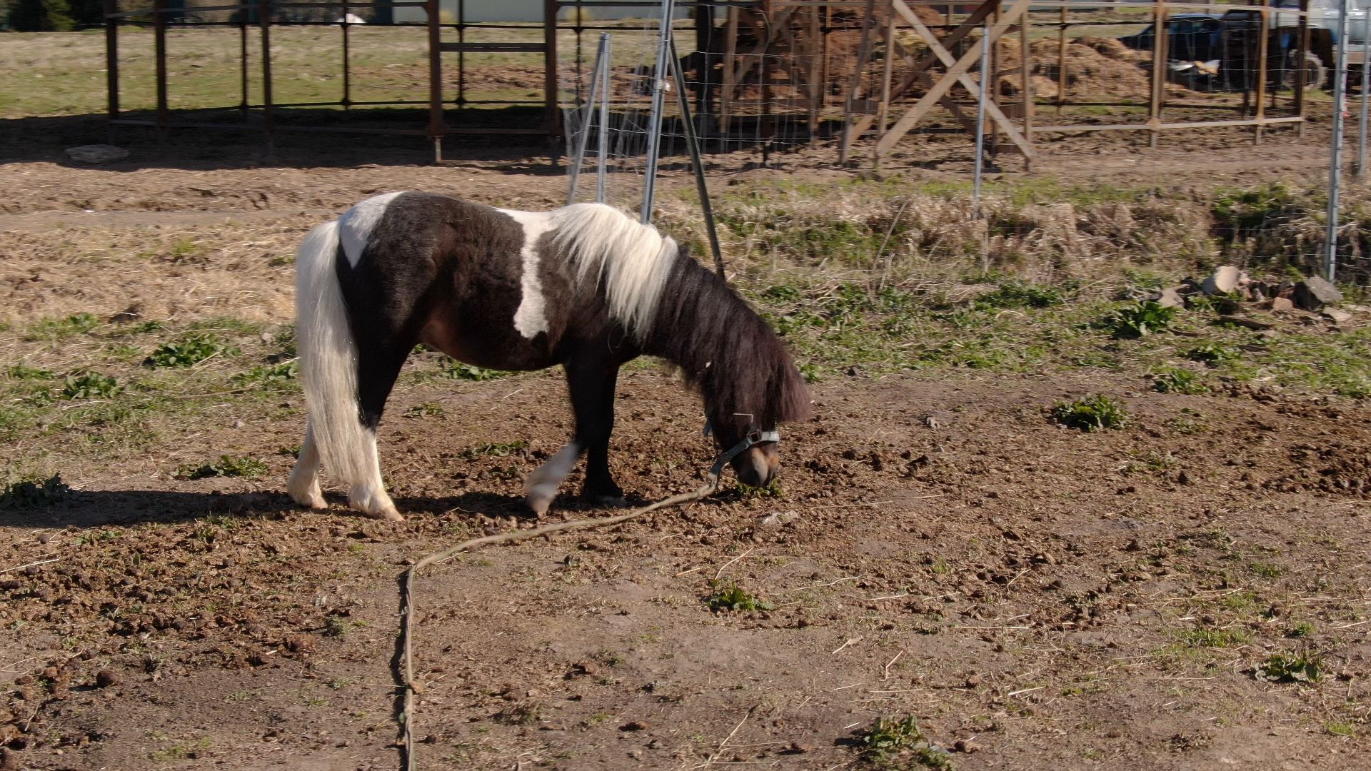 дмитров, ферма, шихово,видео с коптера,