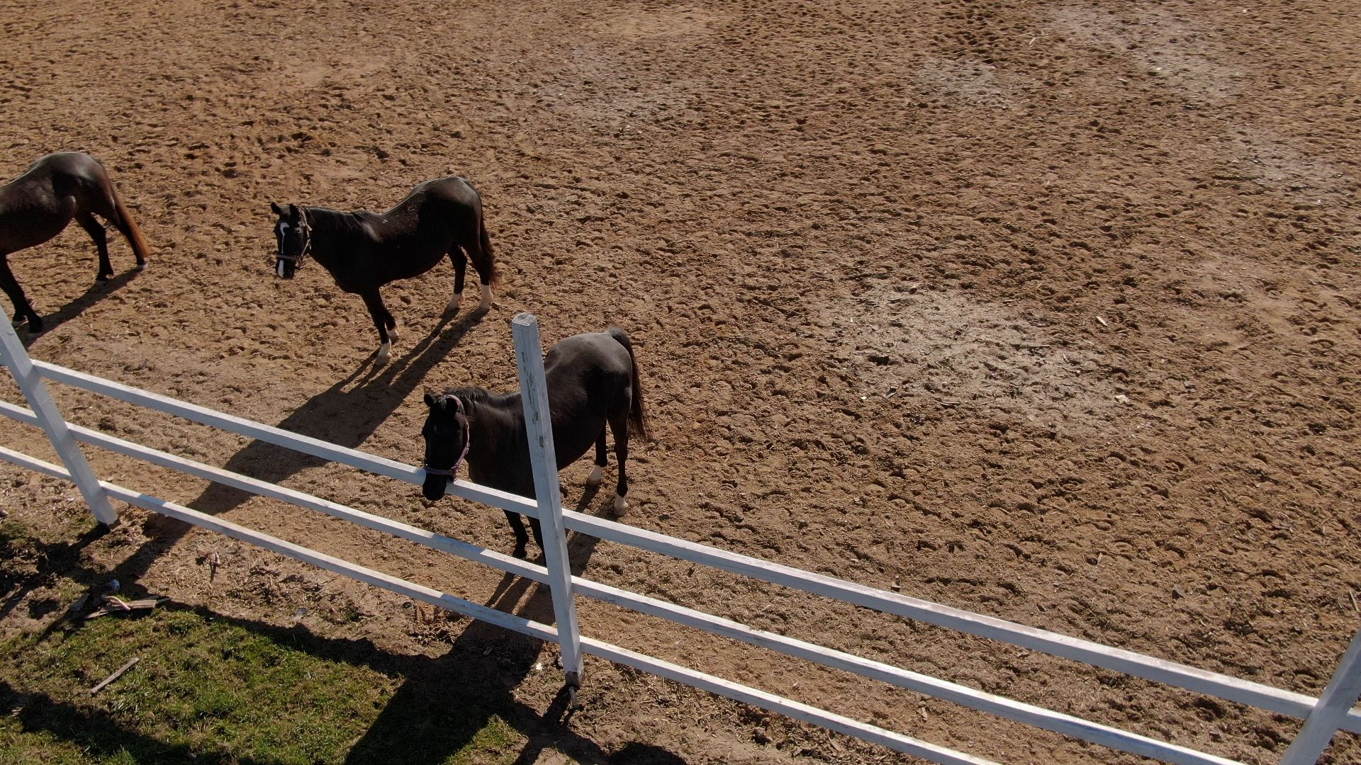 дмитров, ферма, шихово,видео с коптера,