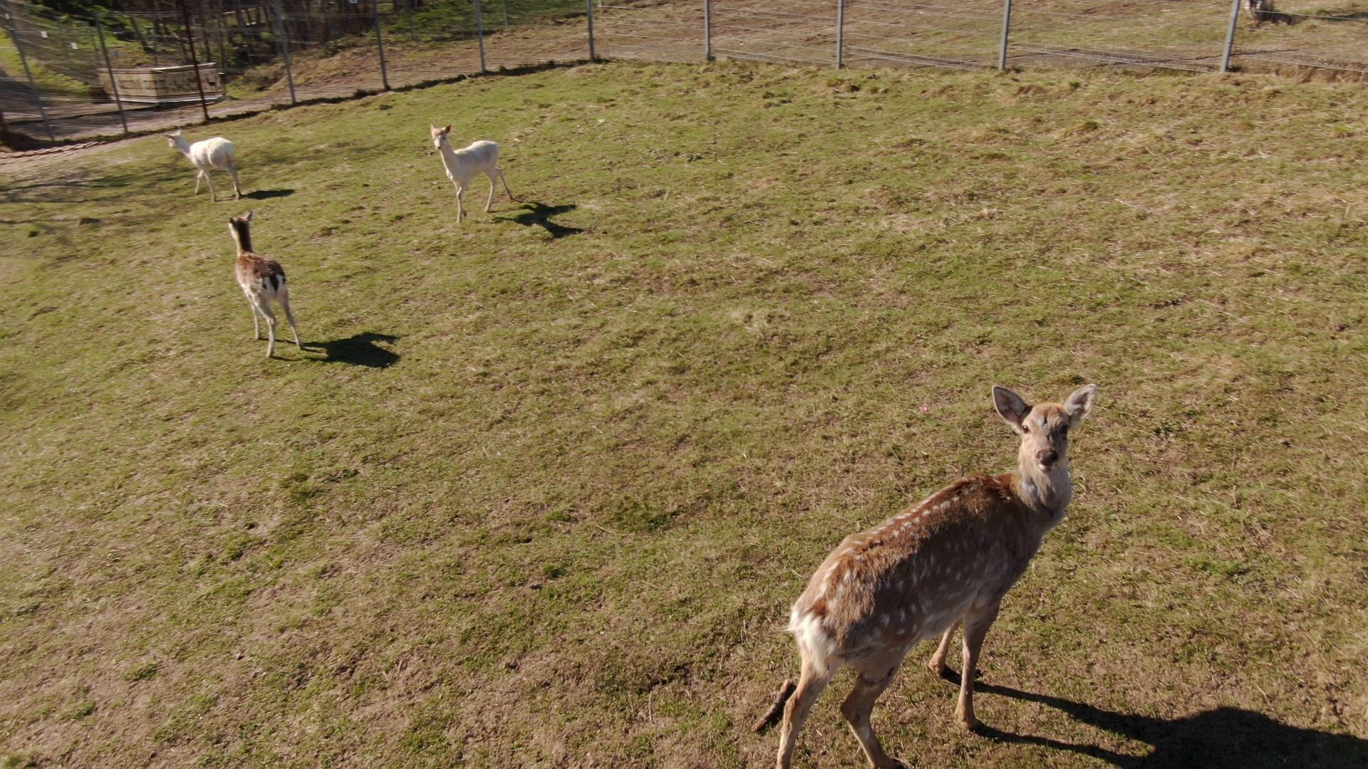 дмитров, ферма, шихово,видео с коптера,