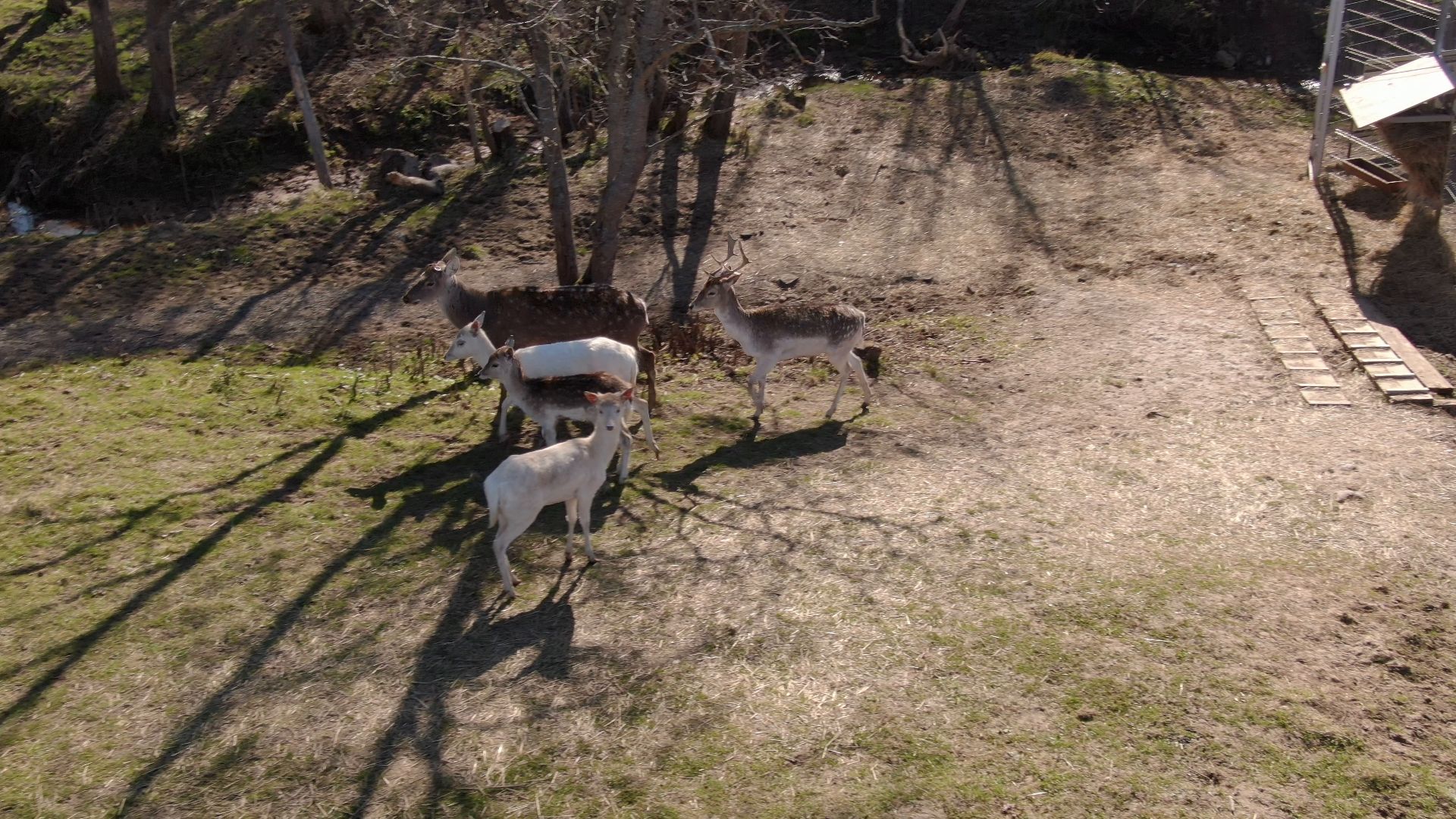 дмитров, ферма, шихово,видео с коптера,