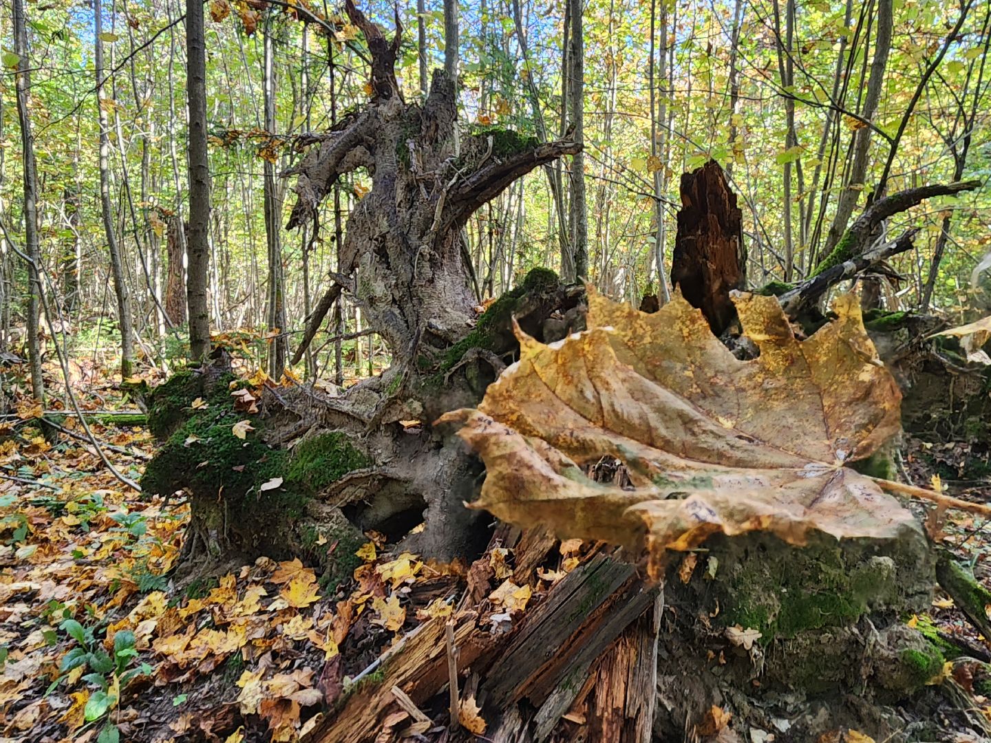 Грибы, Красногорск, красная книга,