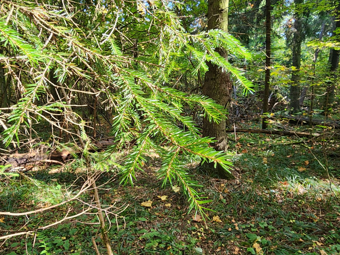 Грибы, Красногорск, красная книга,