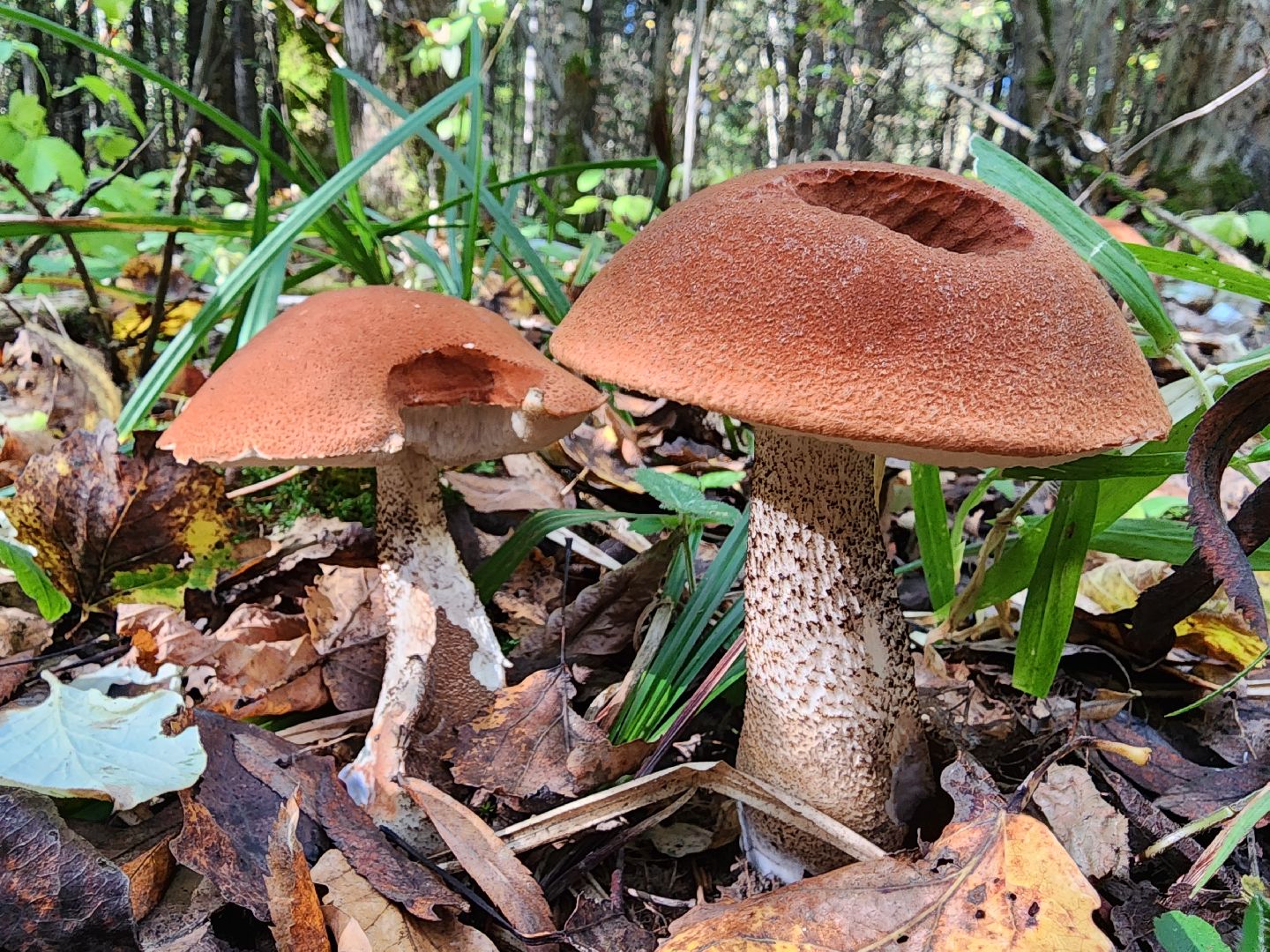 Грибы, Красногорск, красная книга,