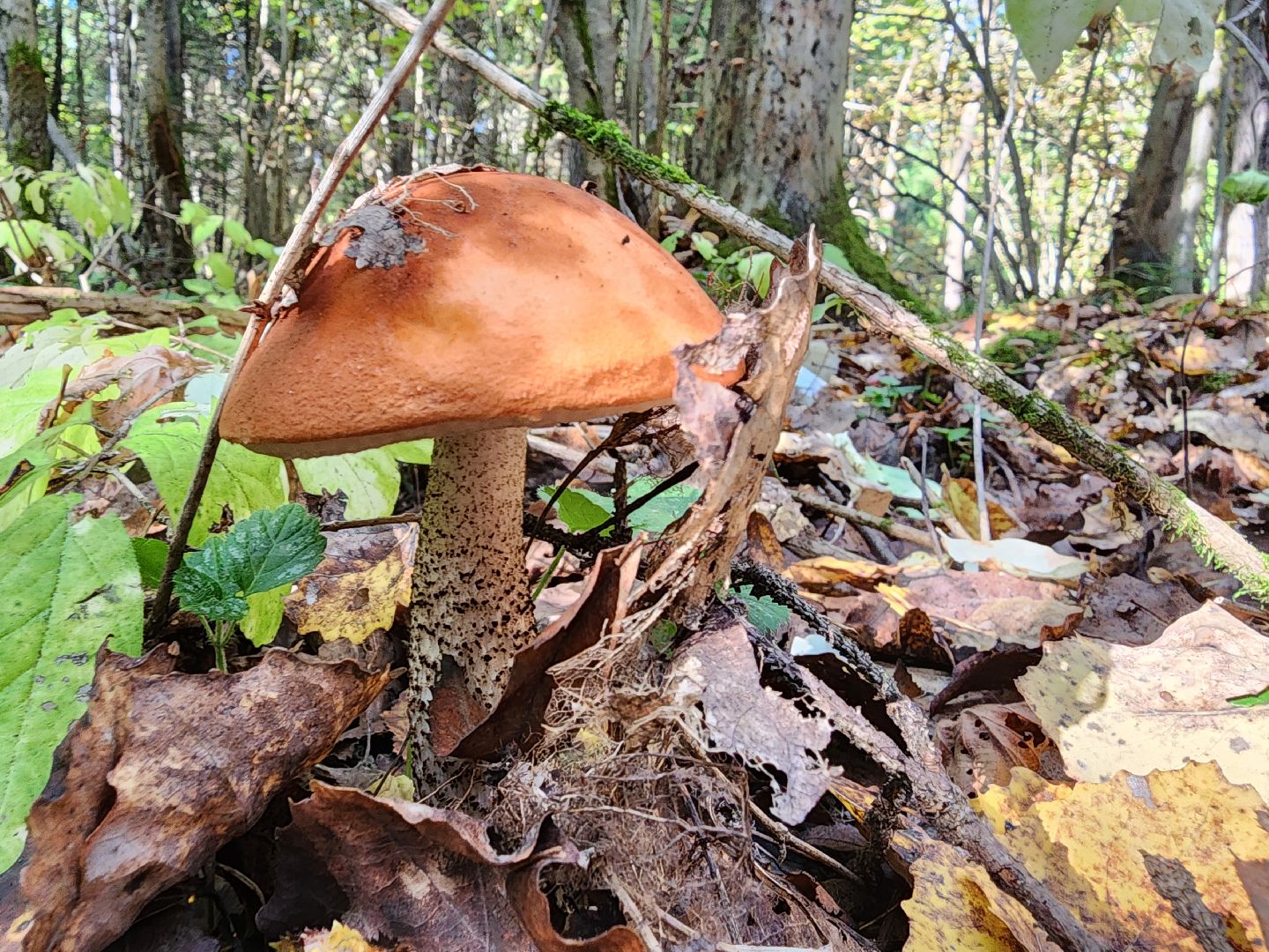 Грибы, Красногорск, красная книга,