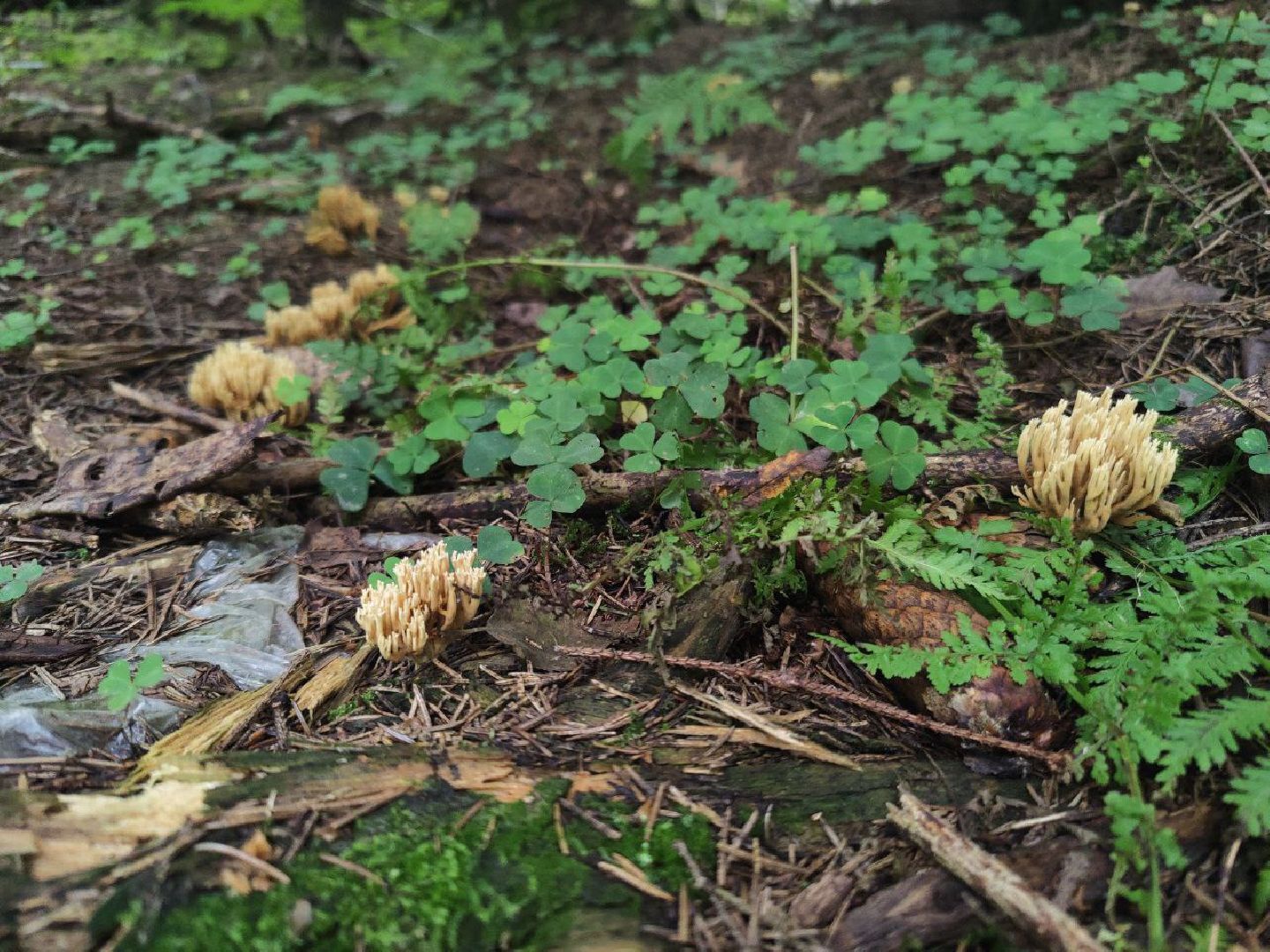 Грибы, Красногорск, красная книга,