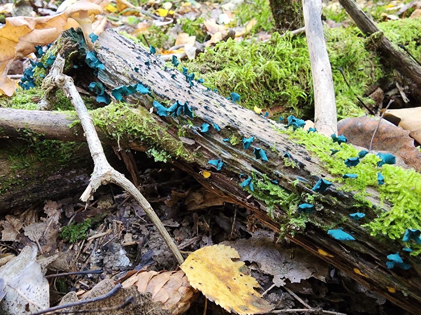 Грибы, Красногорск, красная книга,