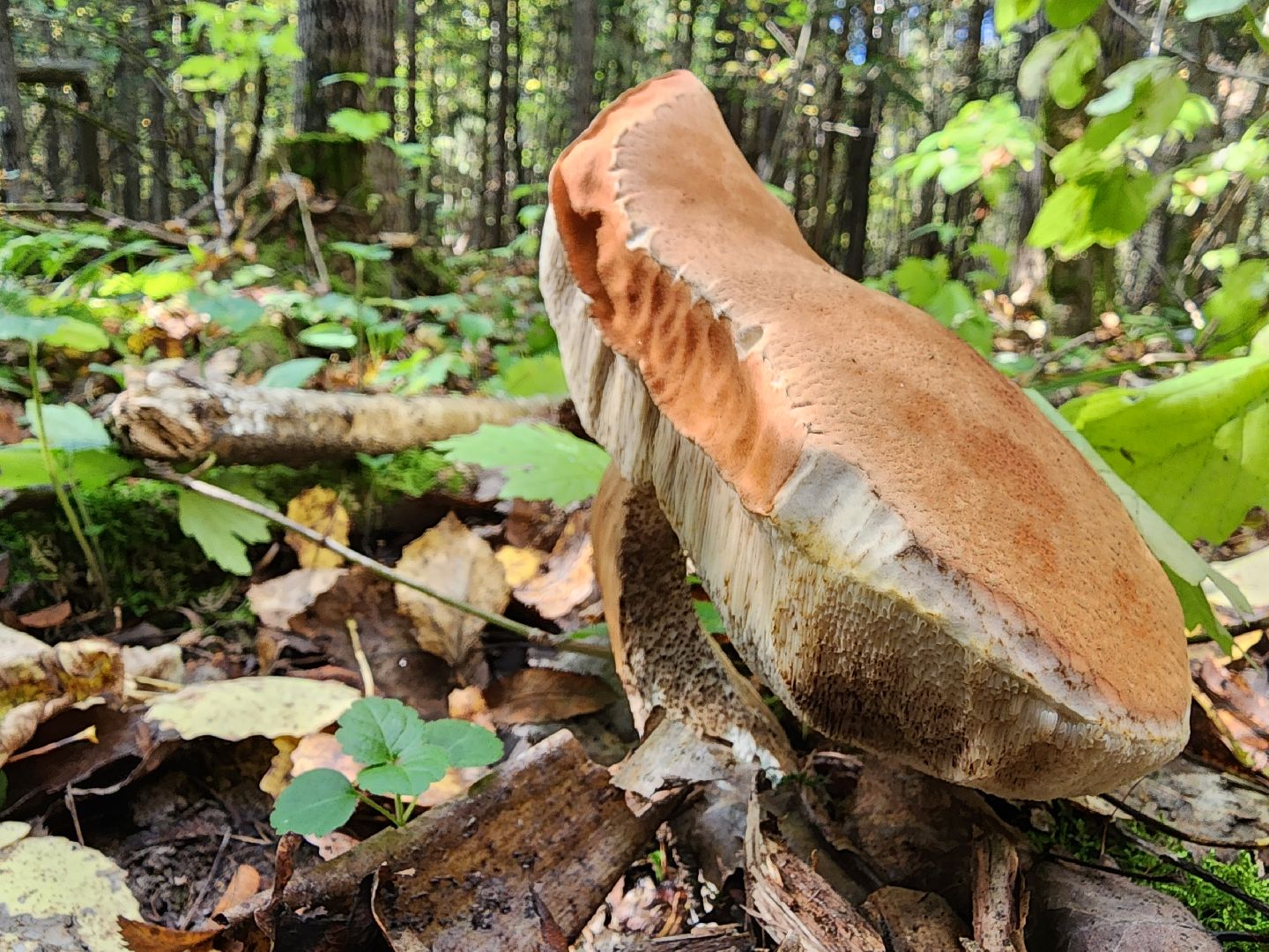 Грибы, Красногорск, красная книга,