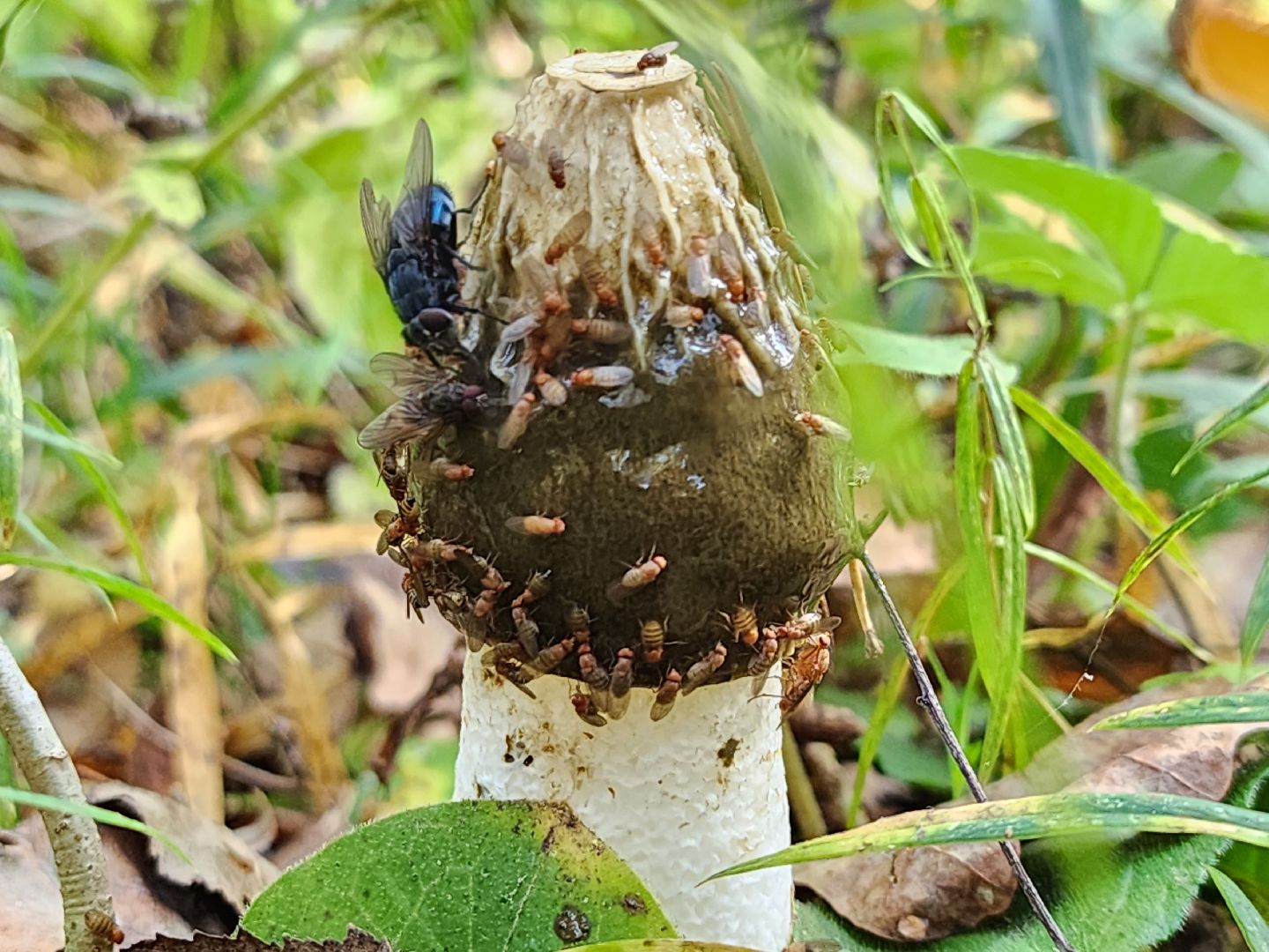 серпухов, подмосковье, грибы, лес, сбор грибов,