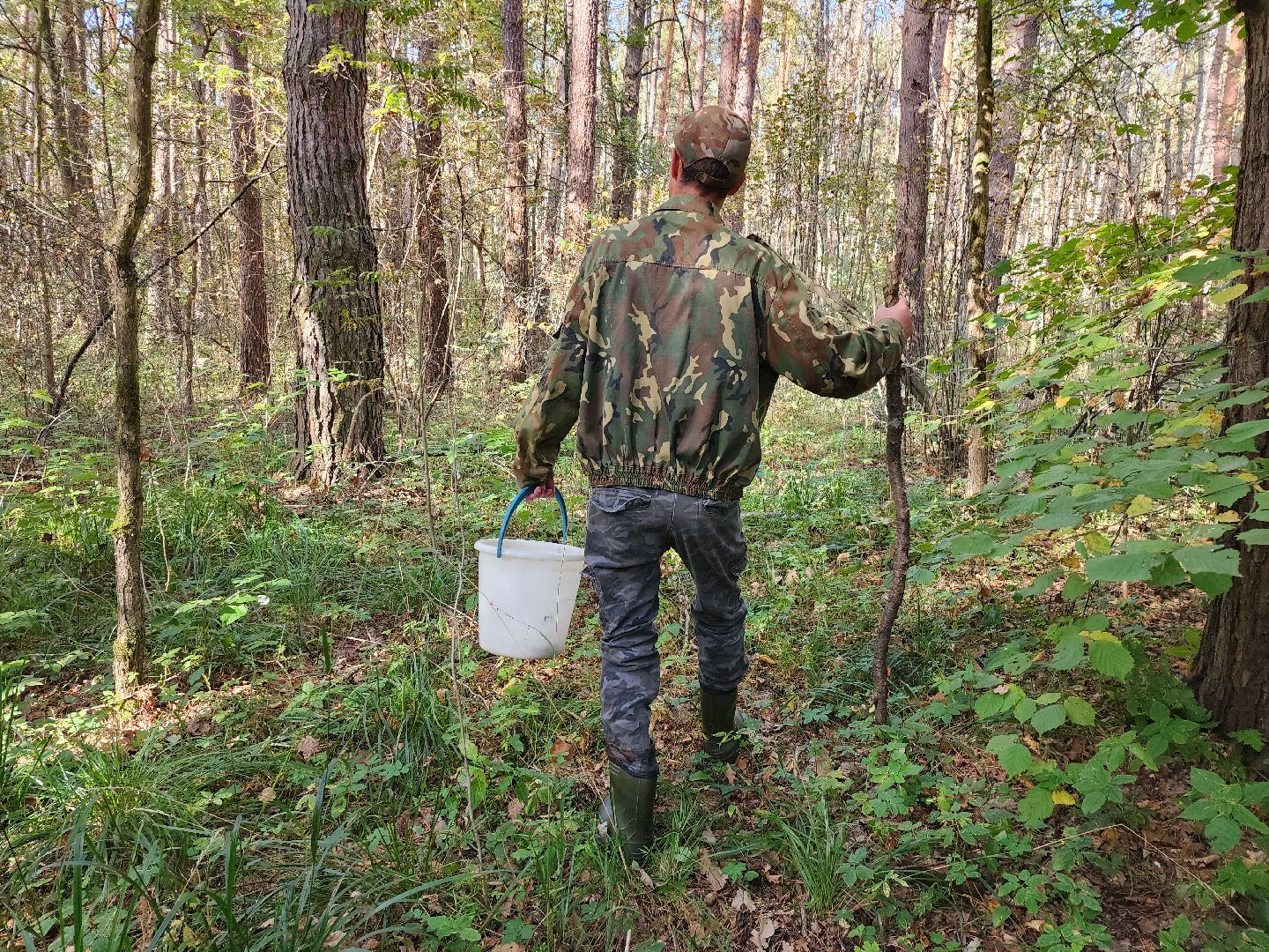 серпухов, подмосковье, грибы, лес, сбор грибов,