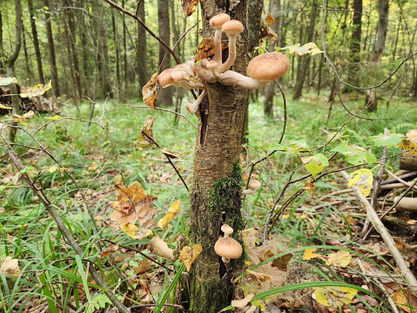 серпухов, подмосковье, грибы, лес, сбор грибов,