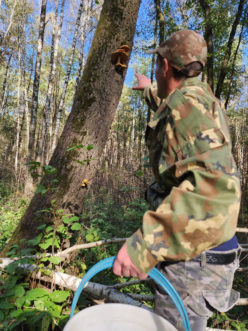 серпухов, подмосковье, грибы, лес, сбор грибов,