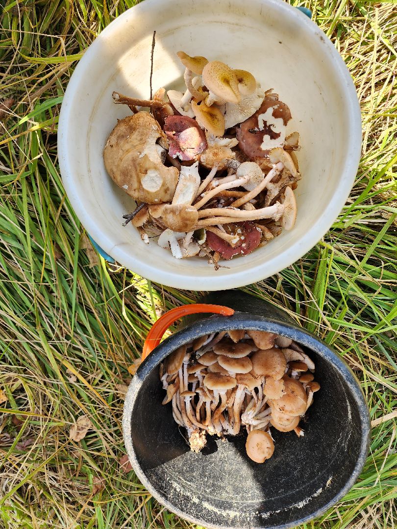 серпухов, подмосковье, грибы, лес, сбор грибов,