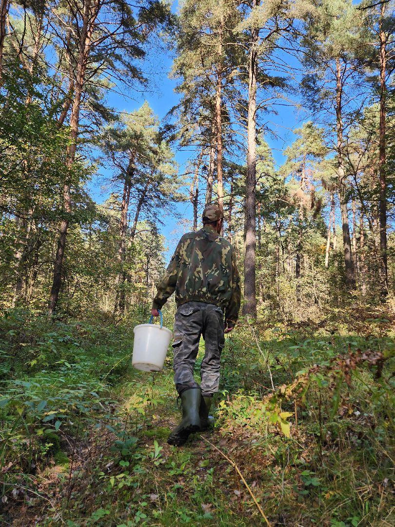 серпухов, подмосковье, грибы, лес, сбор грибов,
