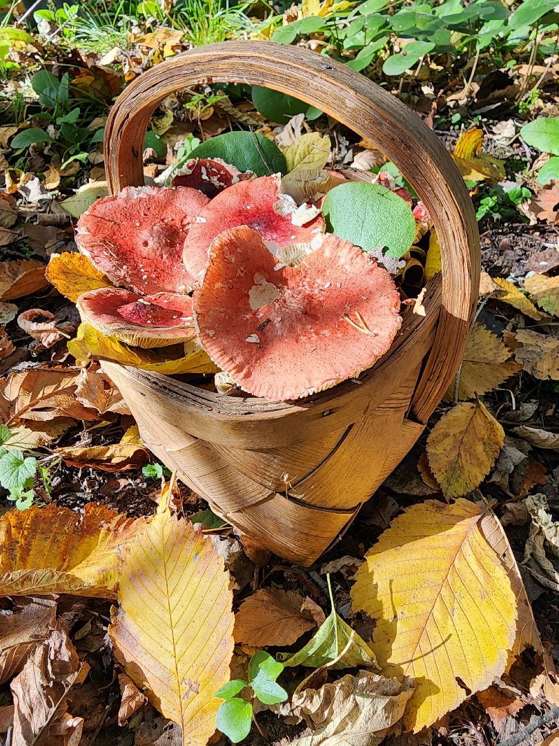 серпухов, подмосковье, грибы, лес, сбор грибов,