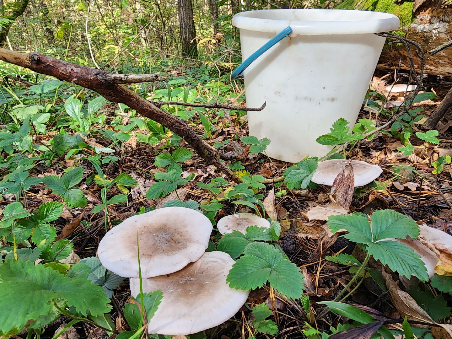 серпухов, подмосковье, грибы, лес, сбор грибов,