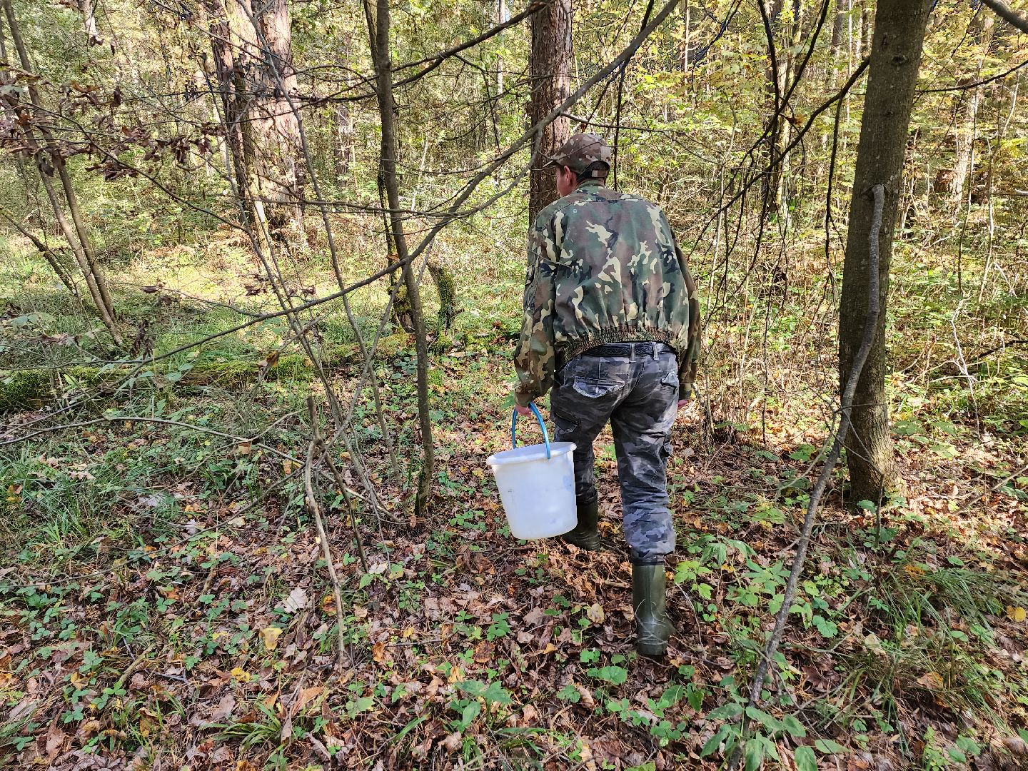 серпухов, подмосковье, грибы, лес, сбор грибов,