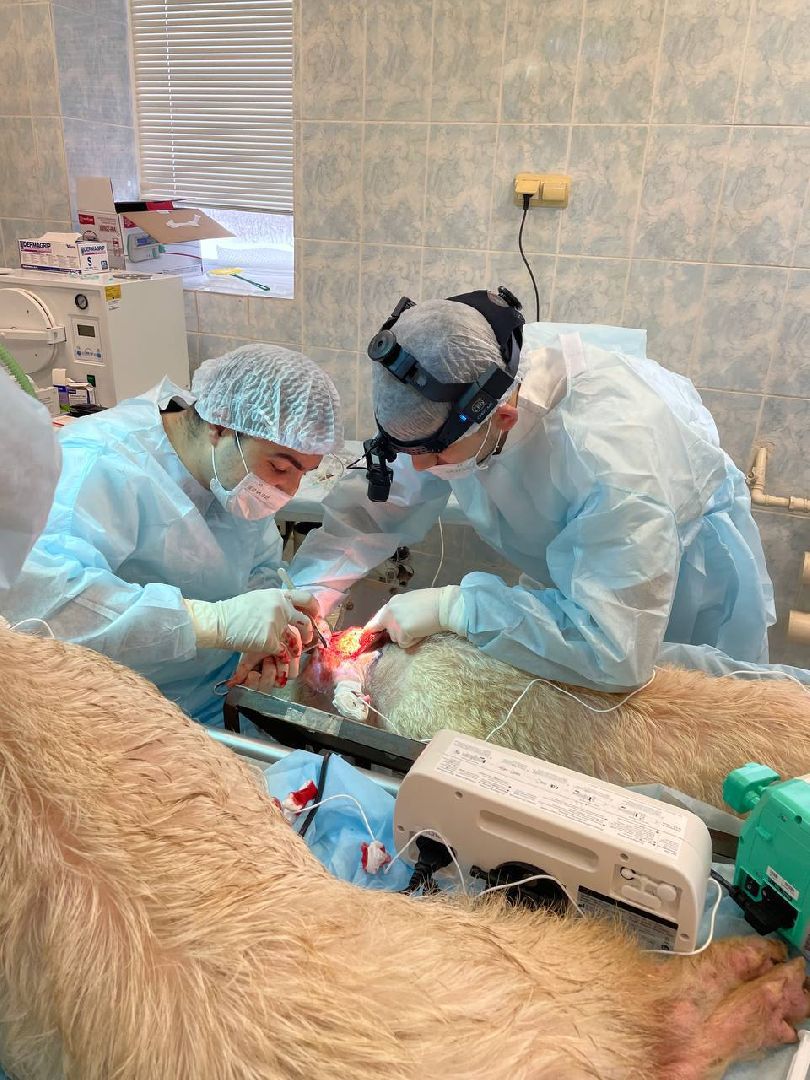 пущино, биопечать, биоинженерия,