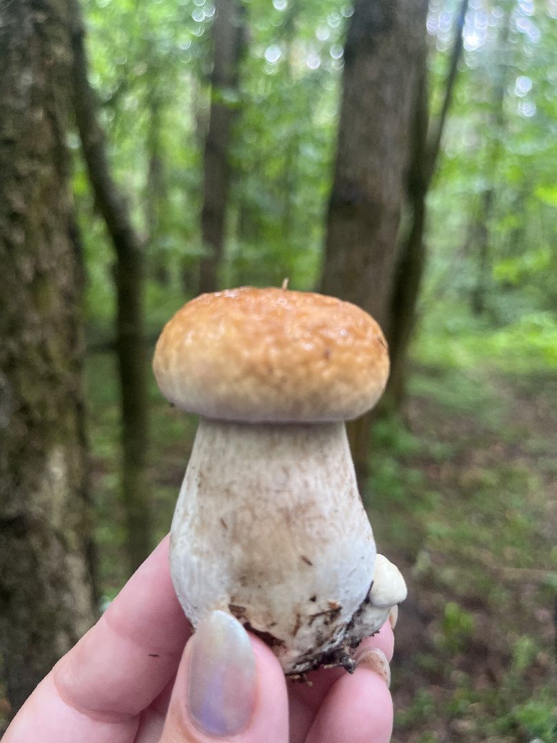 ОБЖ, ЛЕС, Грибы, белый гриб,наро-фоминск,