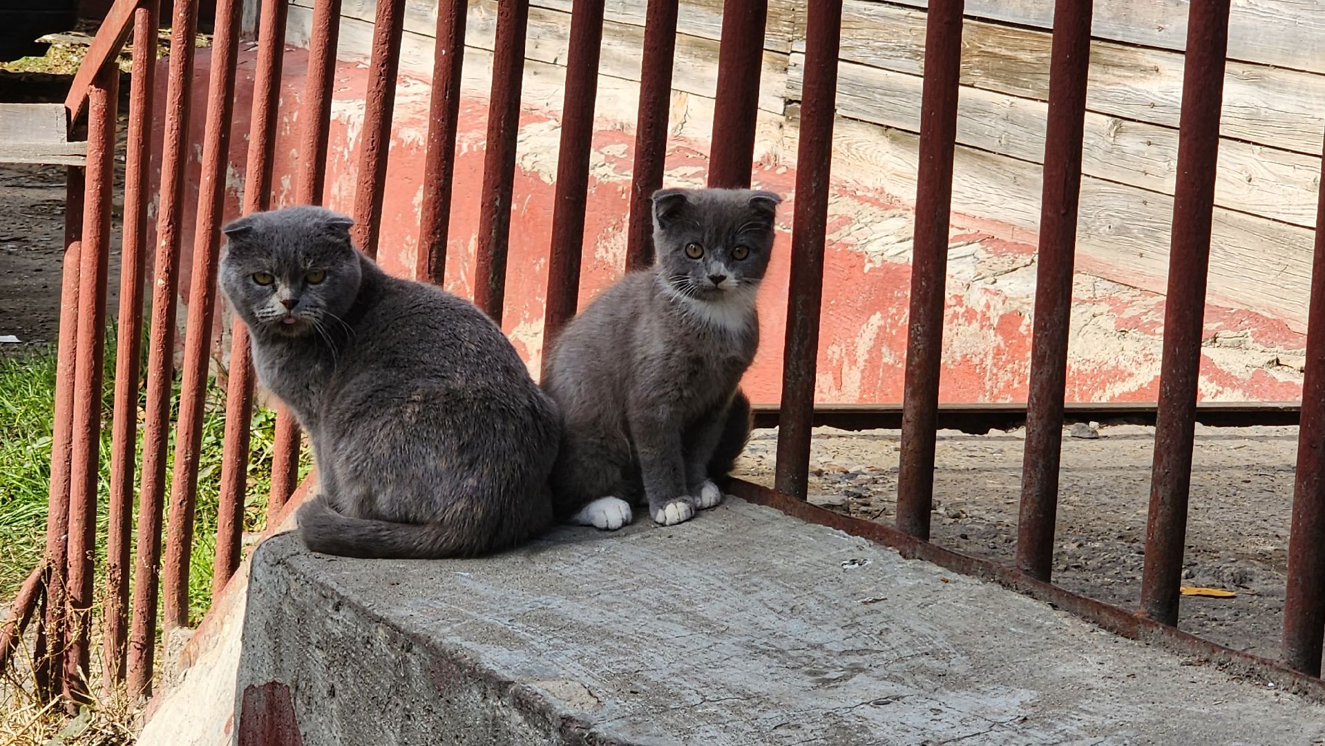 подмосковье, городской округ пушкинский, Ивантеевка, аварийное жилье, Расселение,