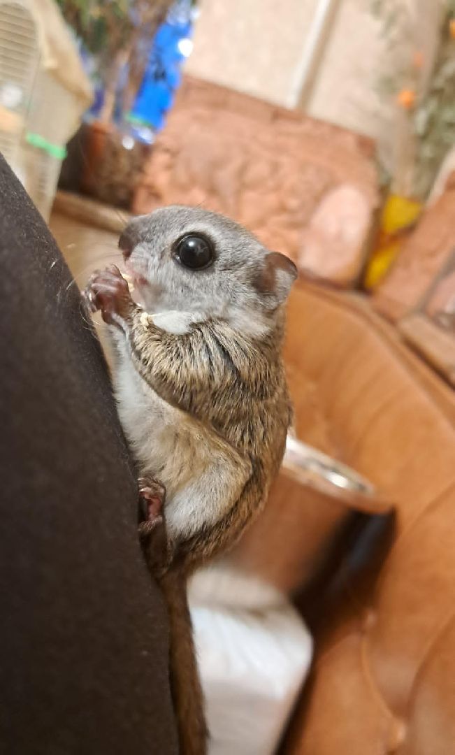 Одинцово, Белки, Грибы, Подмосковье, сбор грибов, грибной сезон, советы