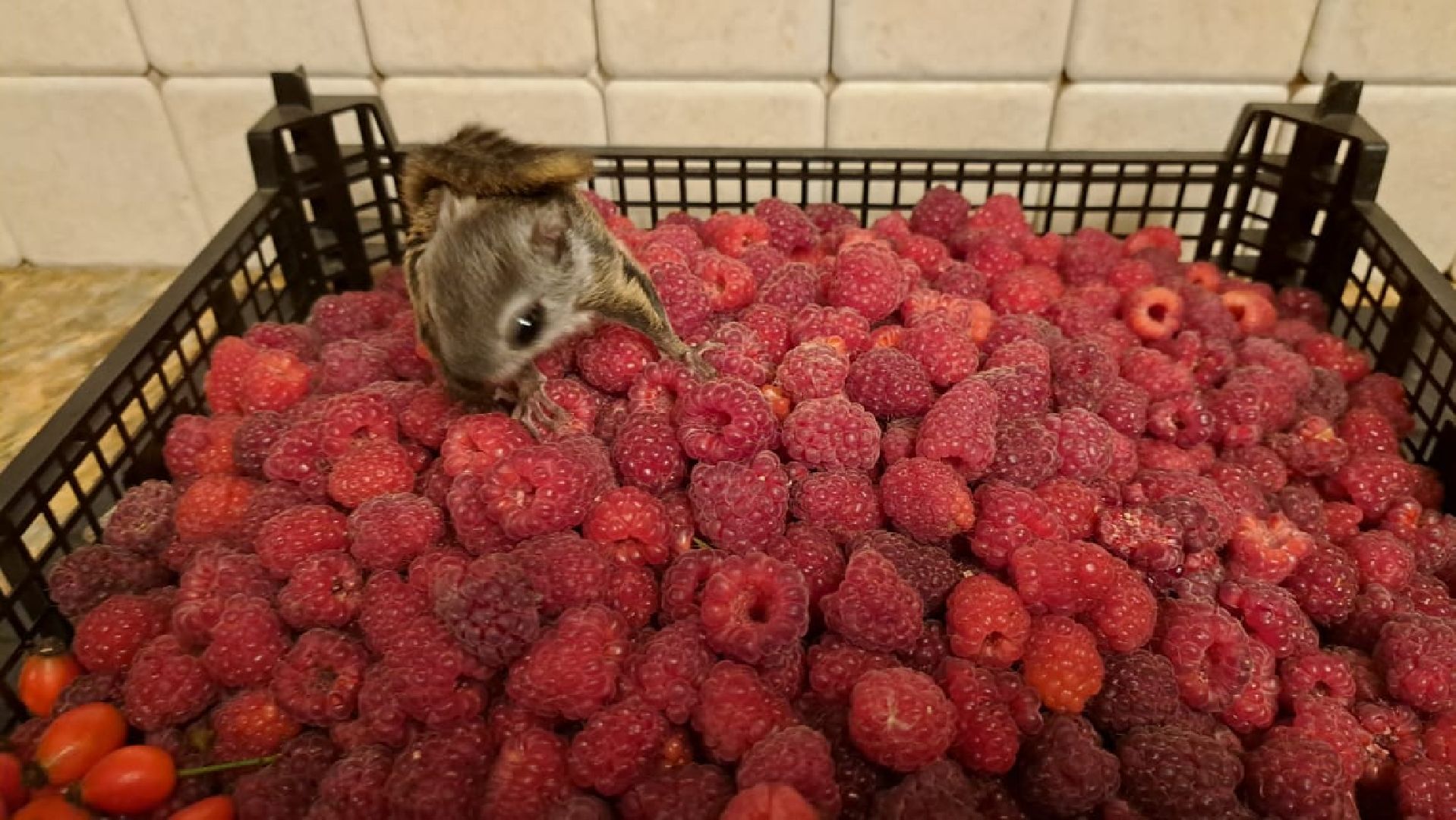 Одинцово, Белки, Грибы, Подмосковье, сбор грибов, грибной сезон, советы