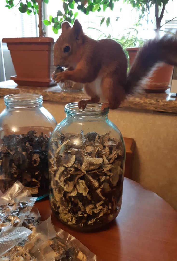 Одинцово, Белки, Грибы, Подмосковье, сбор грибов, грибной сезон, советы