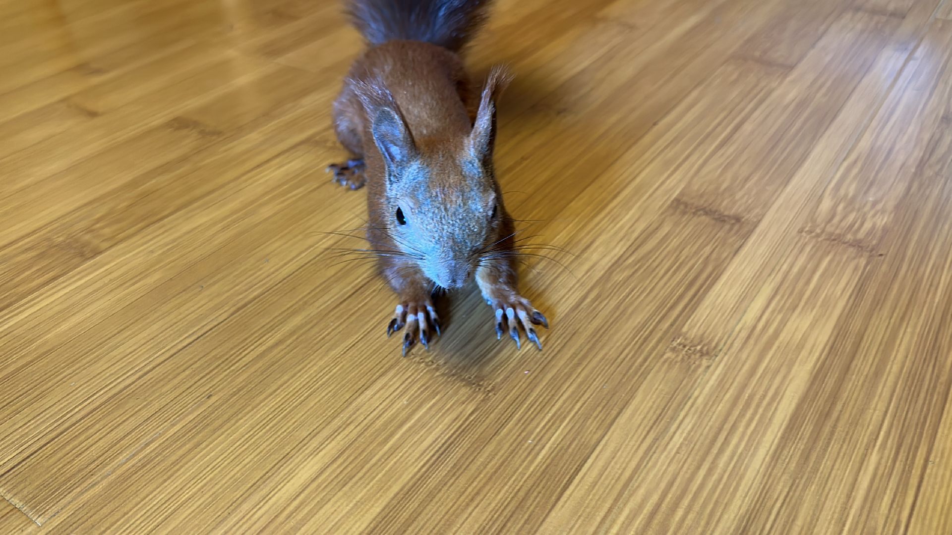 Одинцово, Белки, Грибы, Подмосковье, сбор грибов, грибной сезон, советы