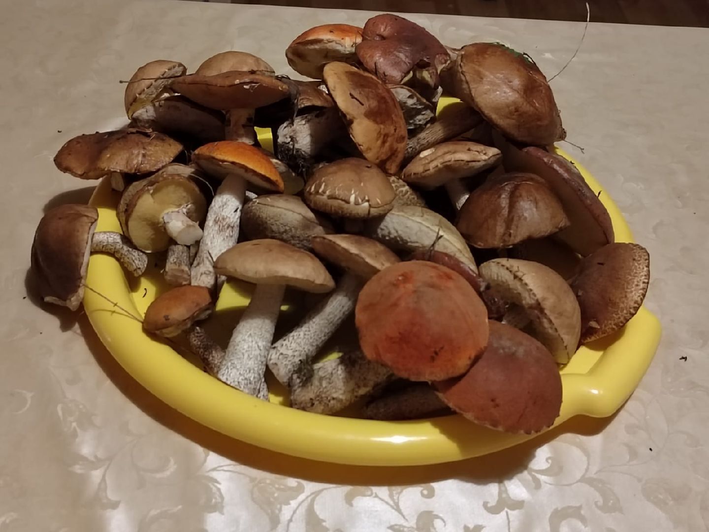 грибы, эксперт, миколог, мутация, подмосковье,