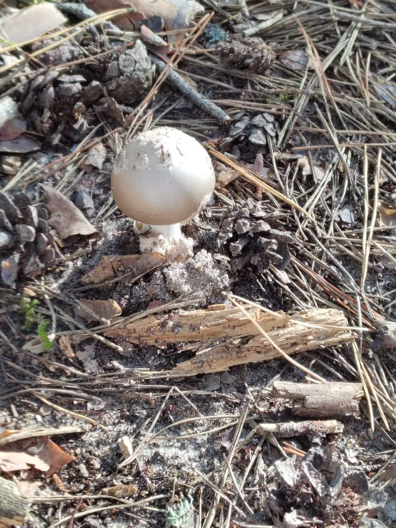 грибы, эксперт, миколог, мутация, подмосковье,