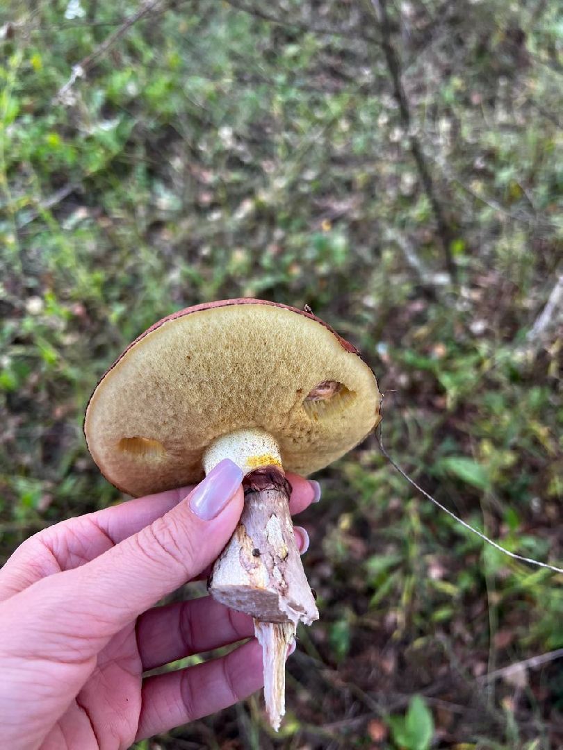 грибы, эксперт, миколог, мутация, подмосковье,