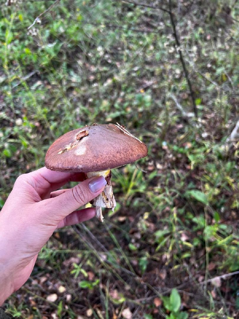 грибы, эксперт, миколог, мутация, подмосковье,