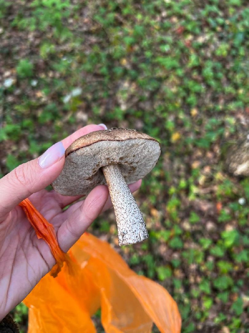 грибы, эксперт, миколог, мутация, подмосковье,