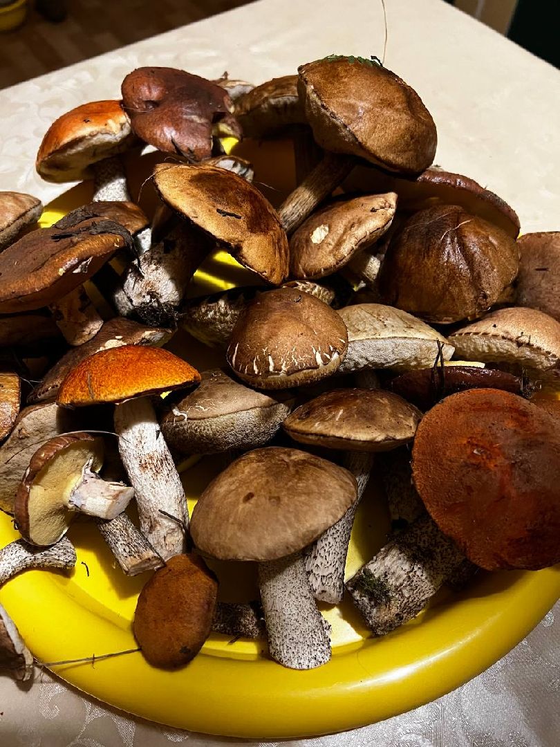 грибы, эксперт, миколог, мутация, подмосковье,