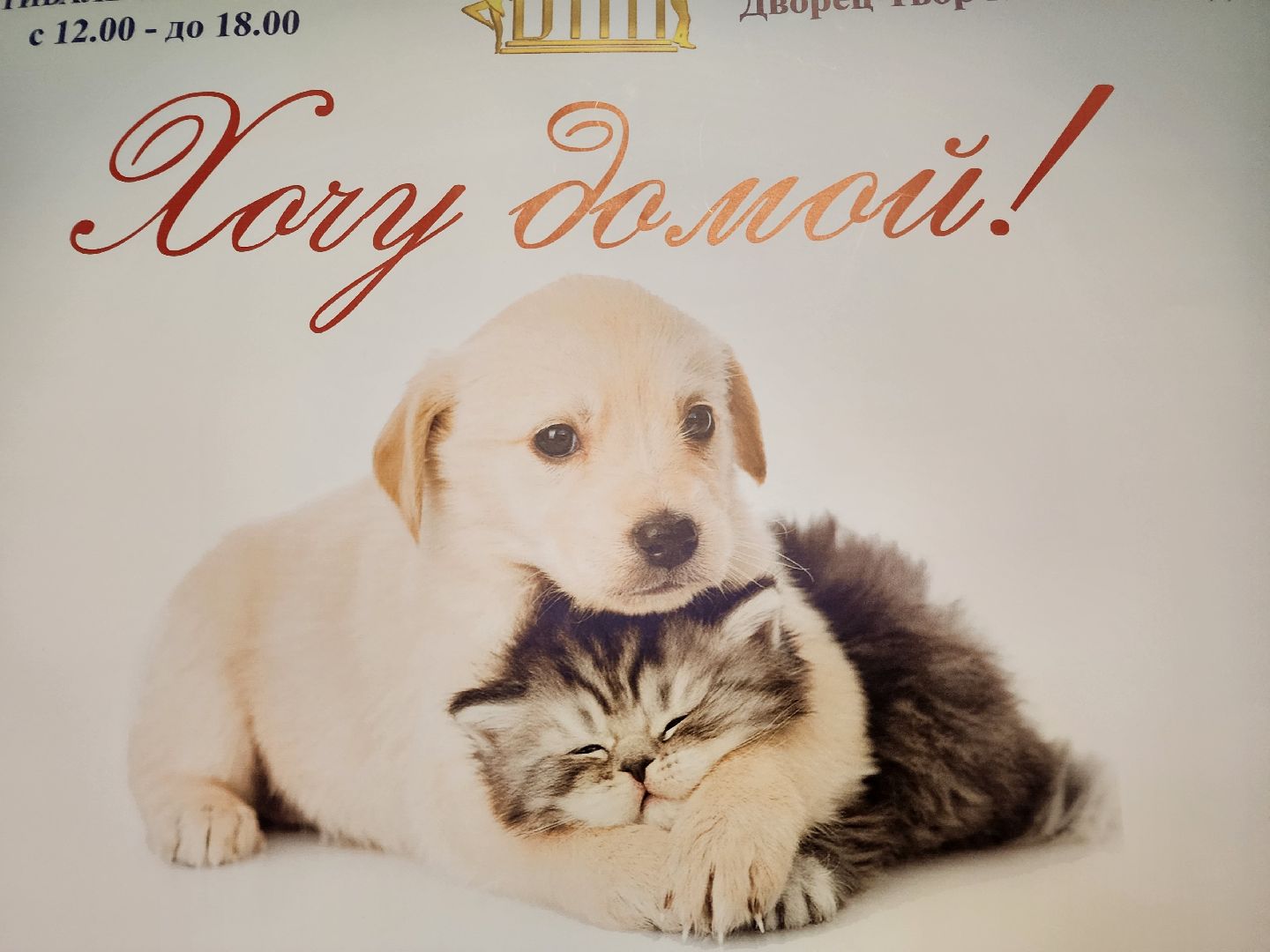 Подольск, Фестиваль, Хочу домой, Татьяна Абрамова, Мастер-классы, животные,