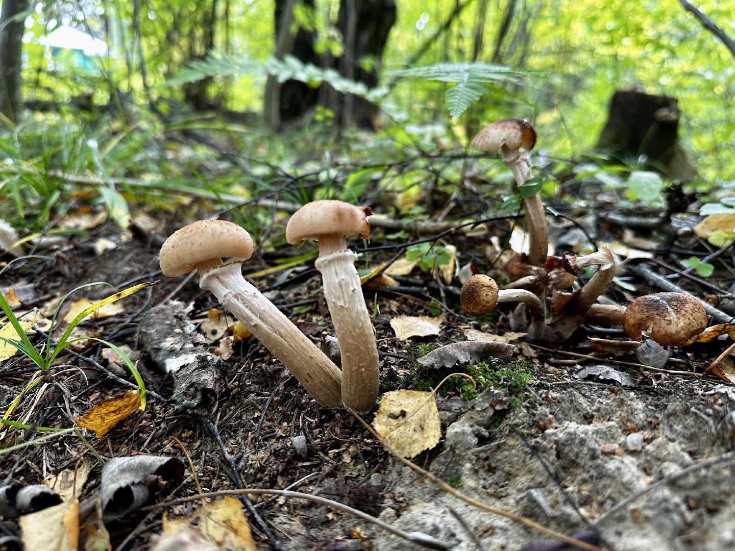 Клин, лес, грибы, общество, советы,