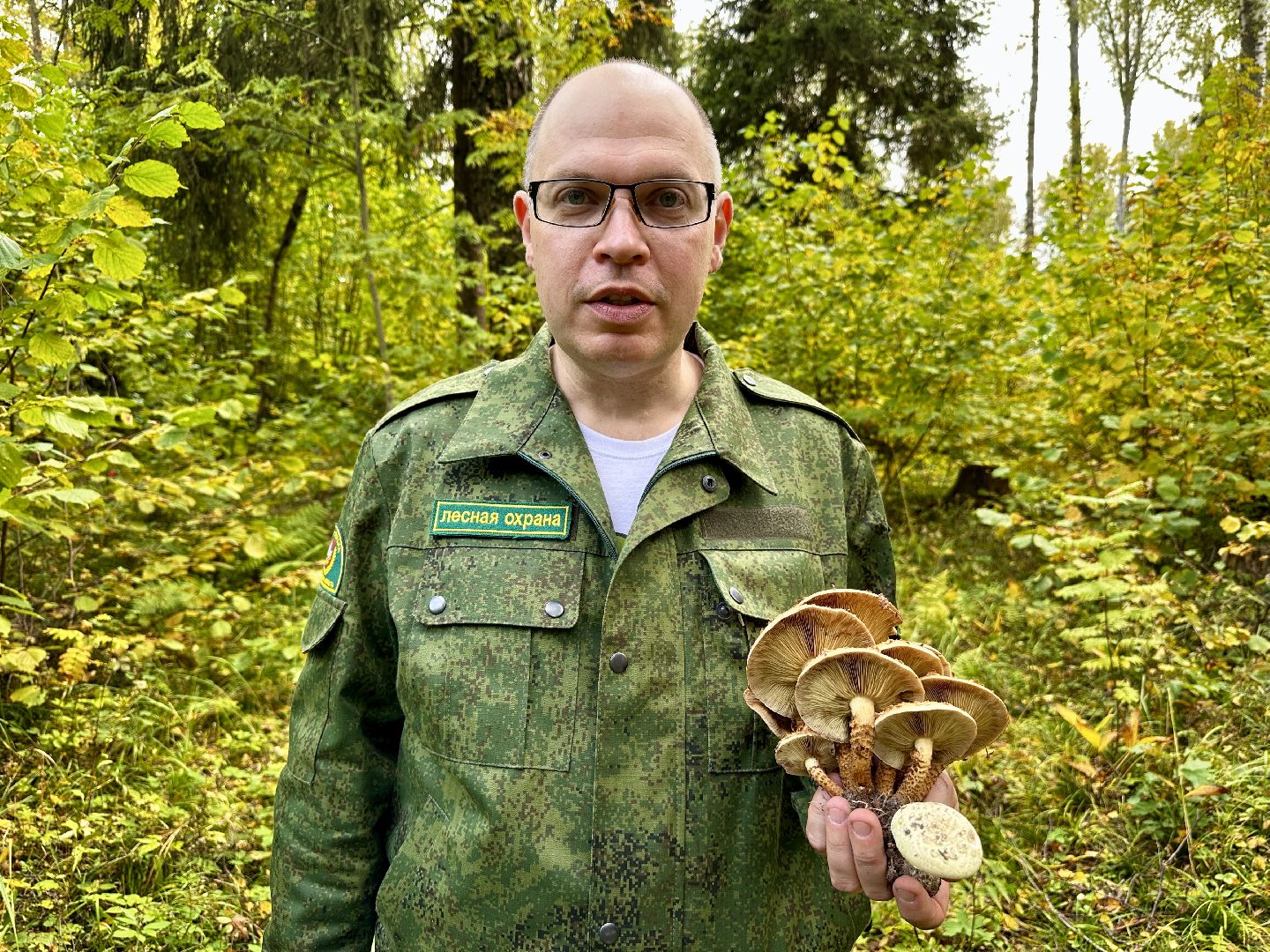 Клин, лес, грибы, общество, советы,