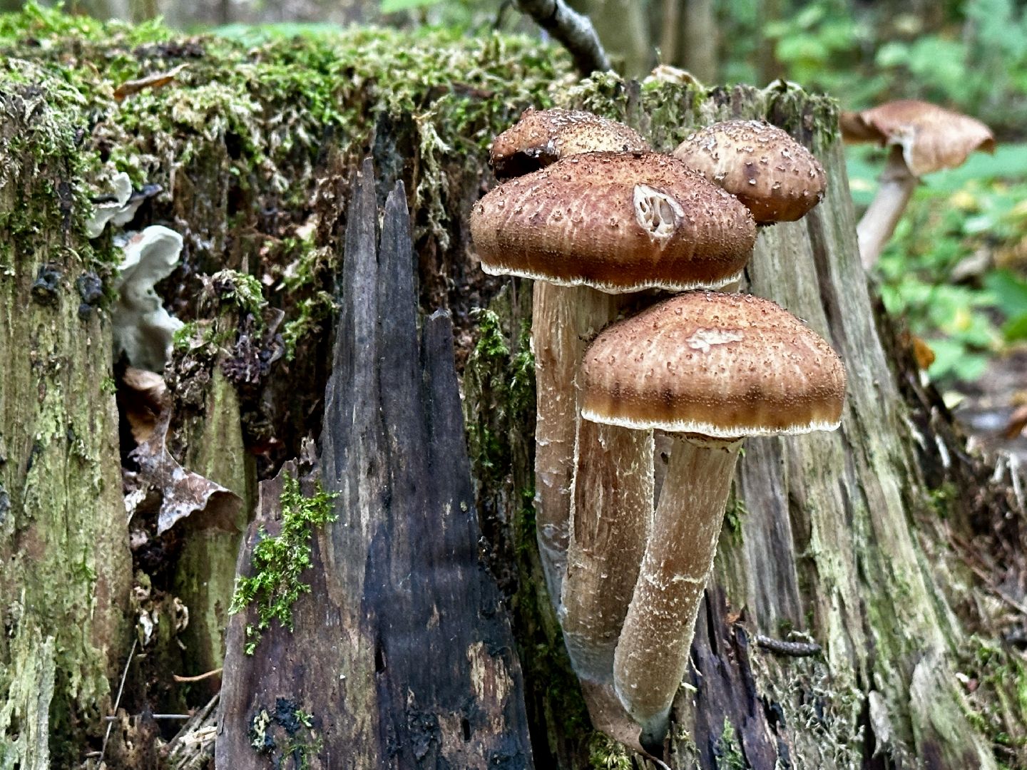 Клин, лес, грибы, общество, советы,