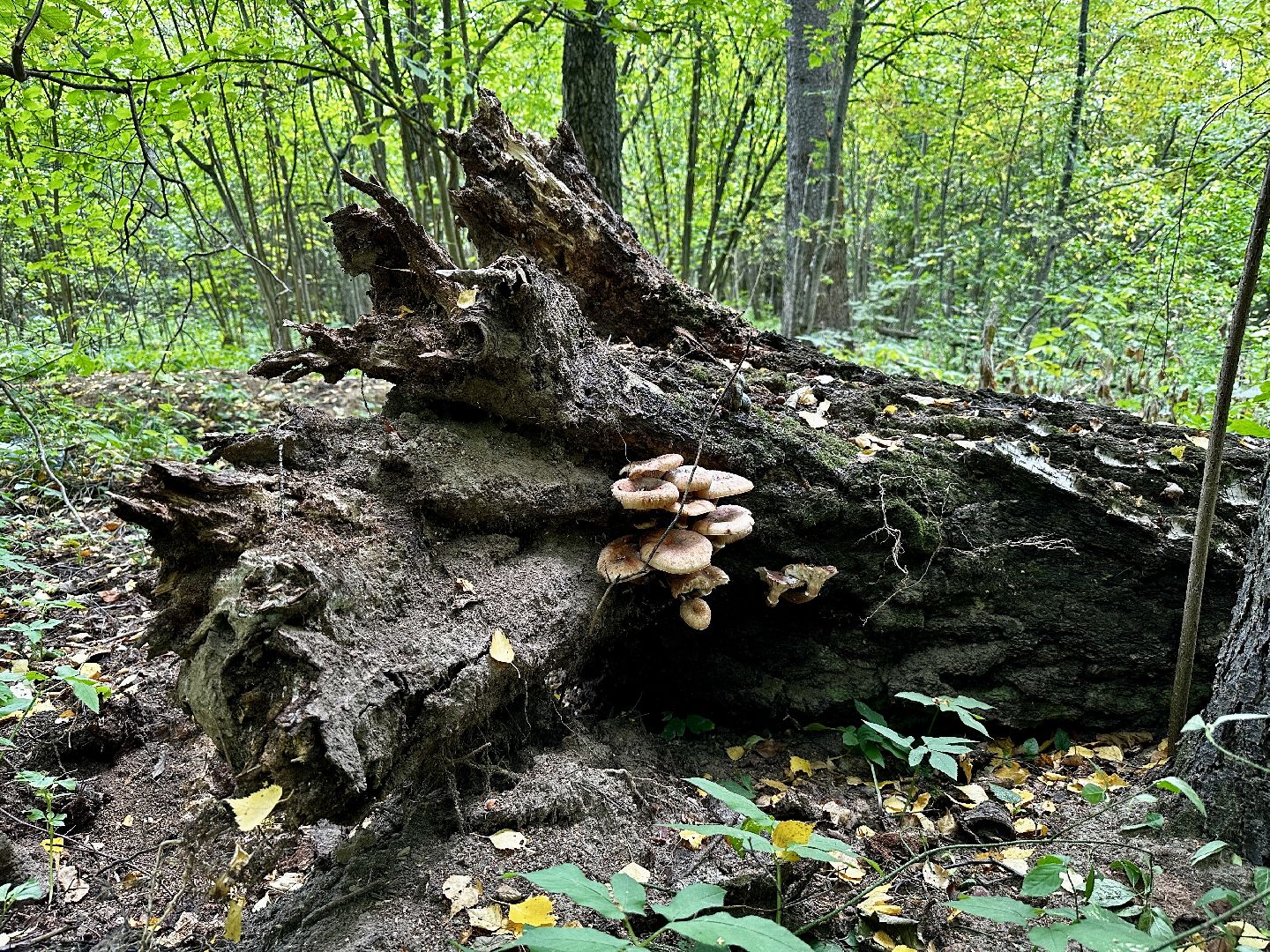 Клин, лес, грибы, общество, советы,