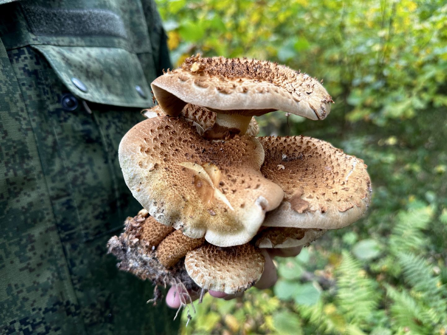 Клин, лес, грибы, общество, советы,