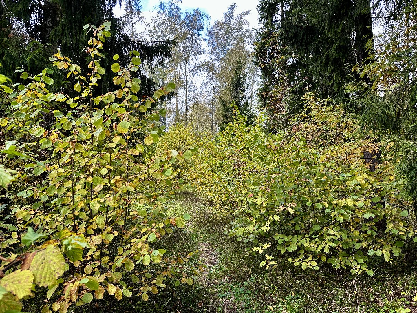 Клин, лес, грибы, общество, советы,