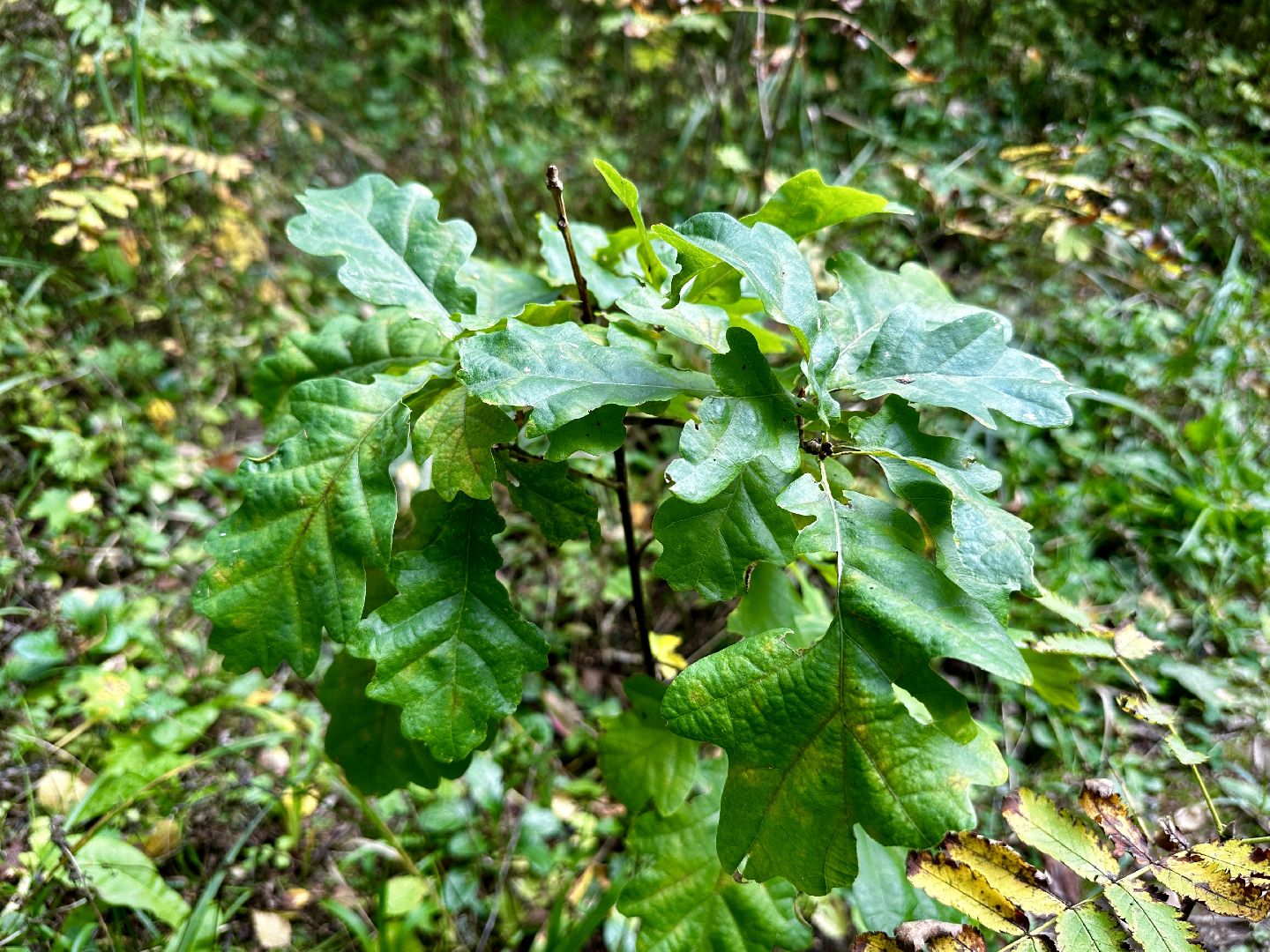 Клин, лес, грибы, общество, советы,