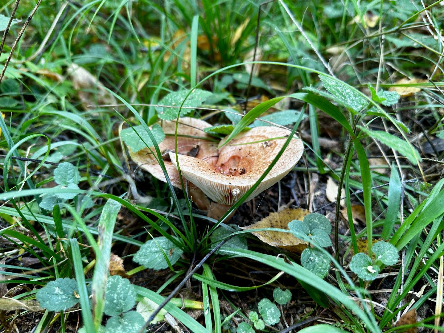 Клин, лес, грибы, общество, советы,