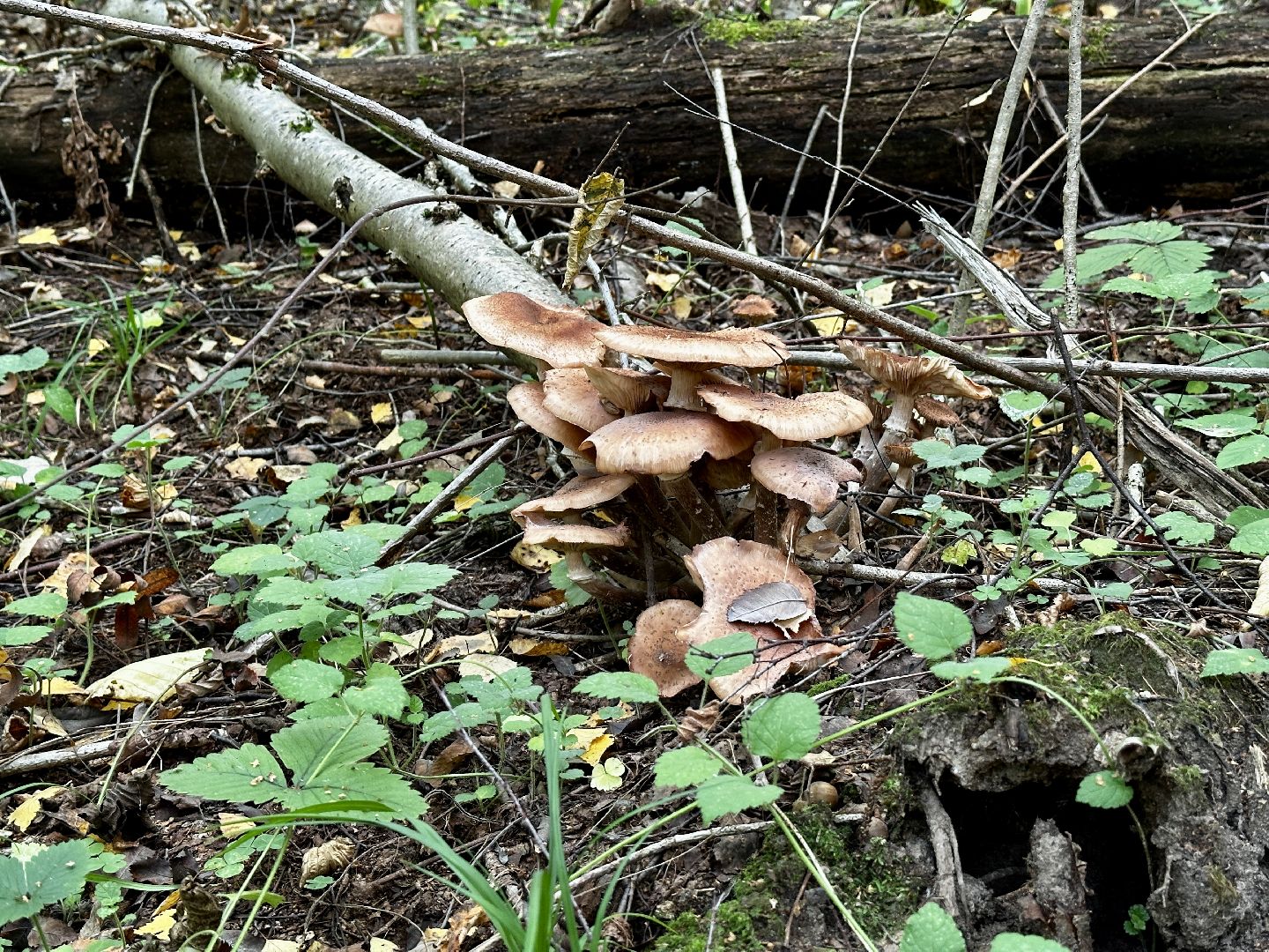 Клин, лес, грибы, общество, советы,