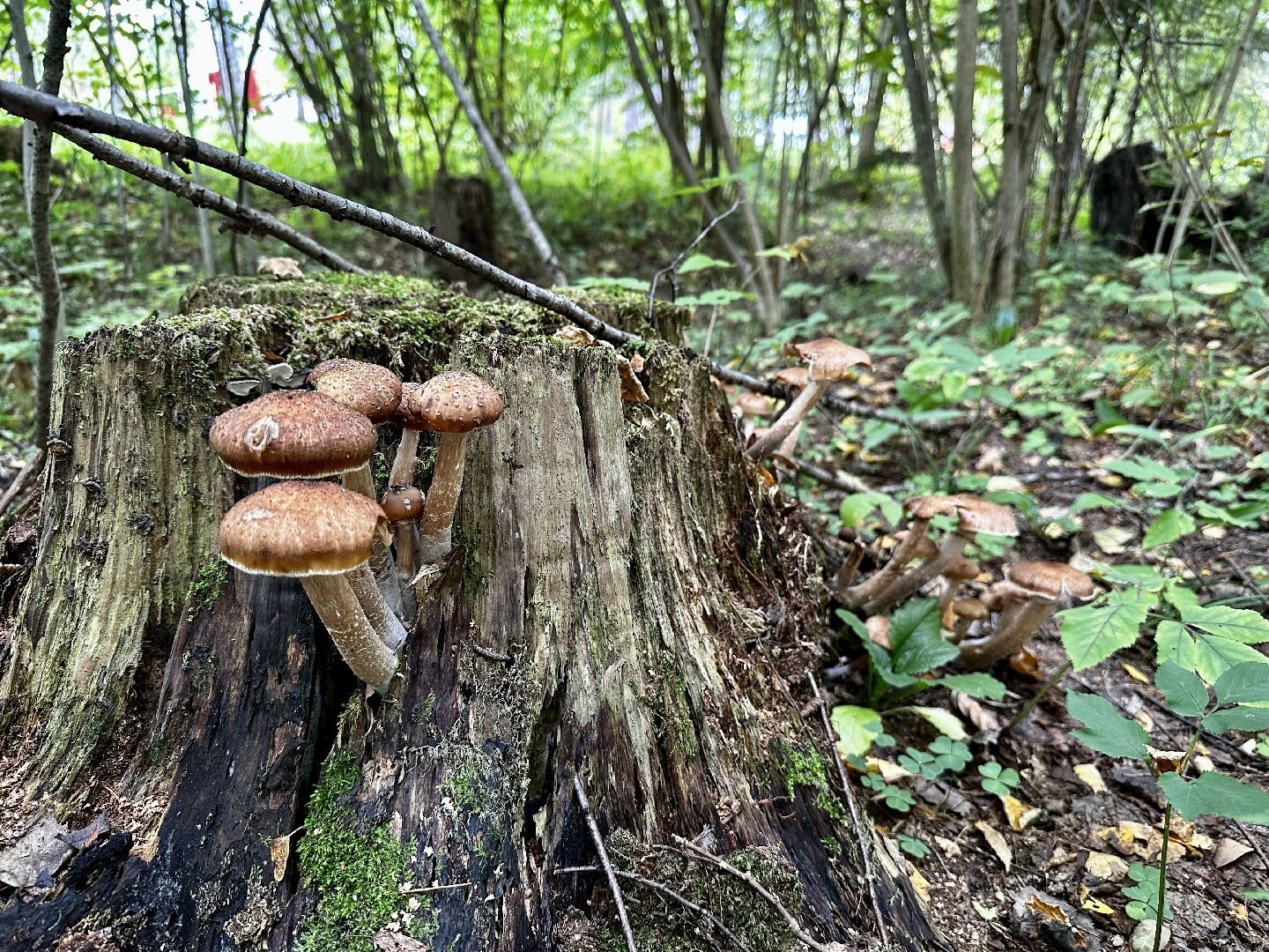 Клин, лес, грибы, общество, советы,