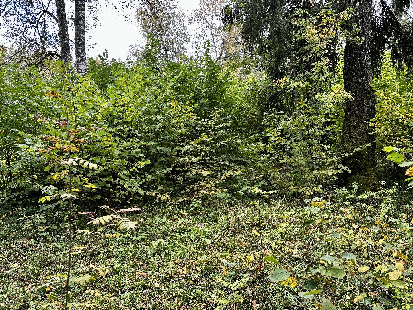 Клин, лес, грибы, общество, советы,