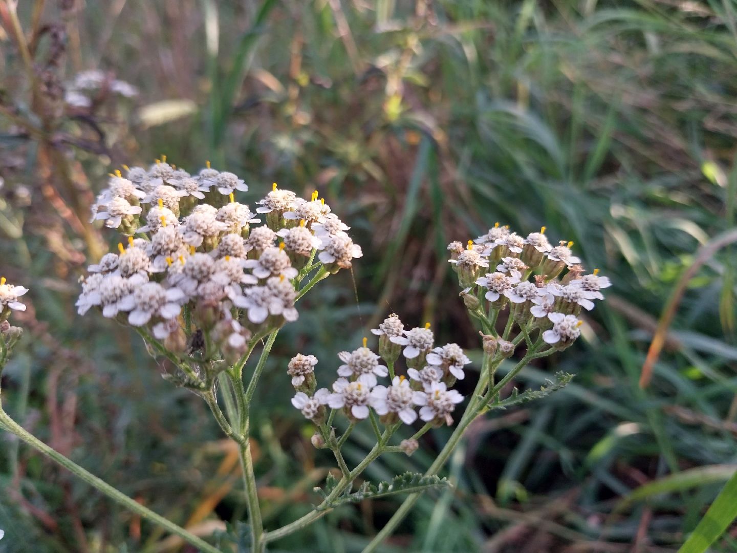 Коломна, лекарственные травы, подмосковье,