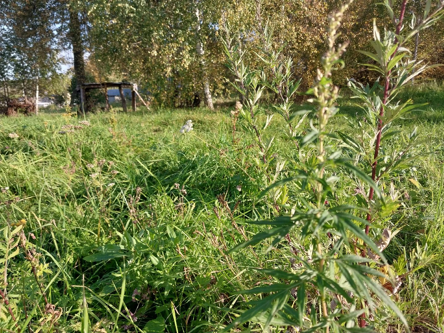 Коломна, лекарственные травы, подмосковье,