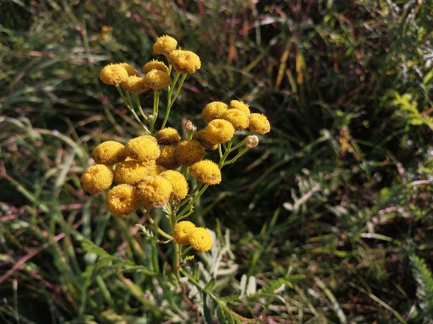 Коломна, лекарственные травы, подмосковье,