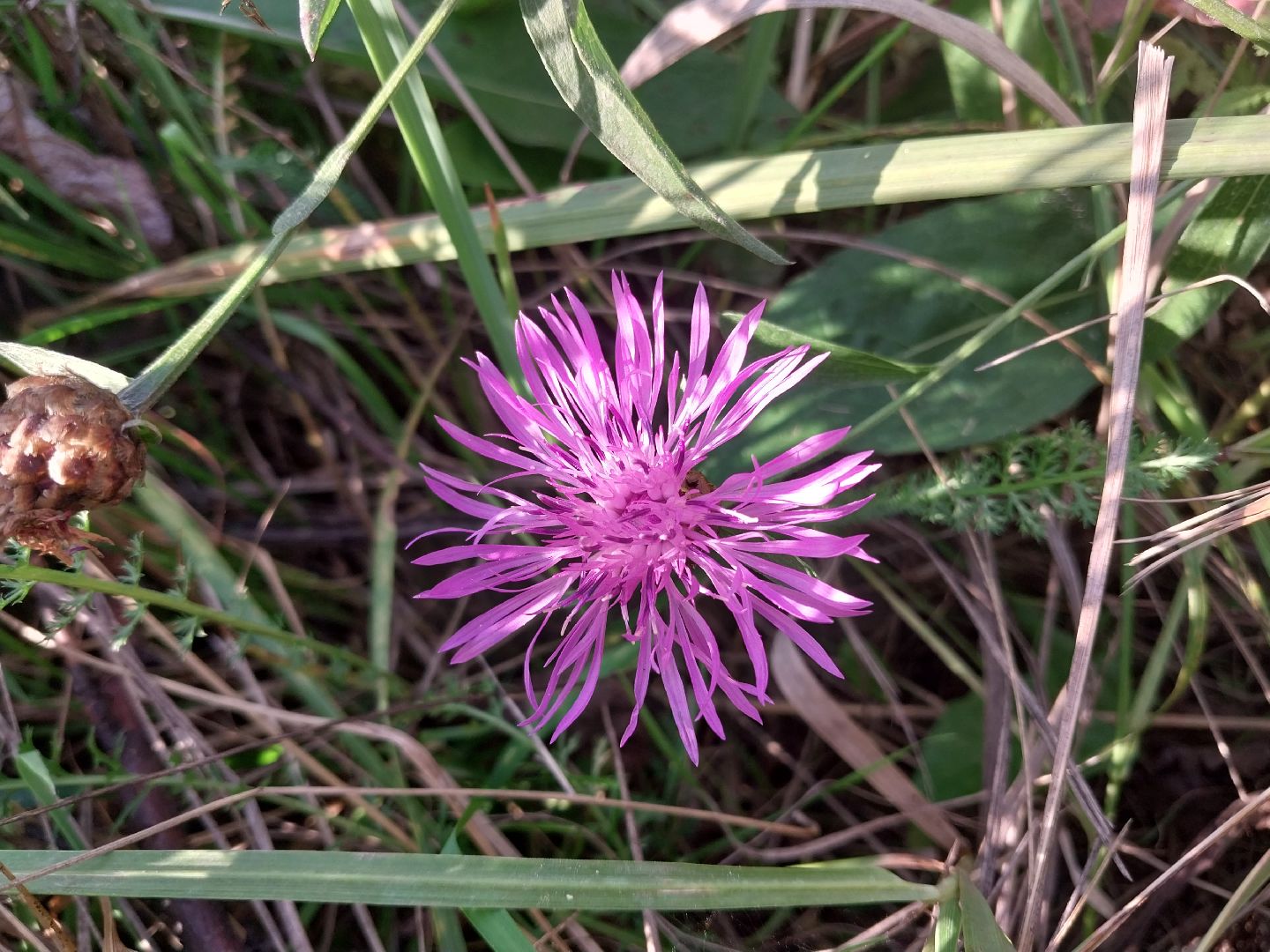 Коломна, лекарственные травы, подмосковье,